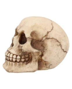 Kleiner Grinsender Totenkopf 12cm 11 Kleiner Grinsender Totenkopf 12cm -Karneval Universe kleiner grinsender totenschaedel small joker skull totenkopf dekoration gothic deko 50730 03
