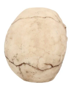 Kleiner Grinsender Totenkopf 12cm 10 Kleiner Grinsender Totenkopf 12cm -Karneval Universe kleiner grinsender totenschaedel small joker skull totenkopf dekoration gothic deko 50730 05